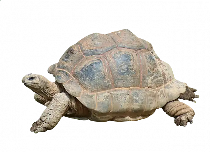 Detect Slow Pages